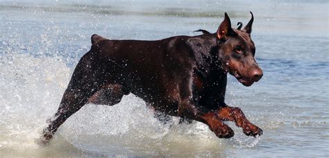 dobermann altobello|altobello dobermann price.